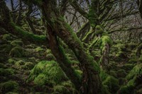 Mossy Forest 8 Fine Art Print
