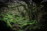 Mossy Forest 9 Fine Art Print