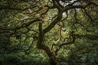 Maple Tree Fine Art Print