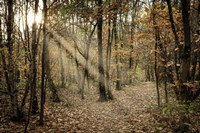 Autumn Sun 2 Fine Art Print