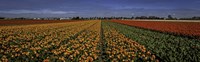 Tulip Field Fine Art Print