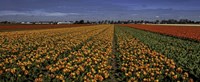 Tulip Field Crop Fine Art Print