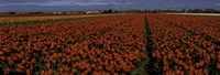 Tulip Field 2 Crop Fine Art Print