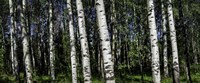 Birch Trees Fine Art Print