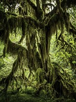 Mossy Tree Fine Art Print