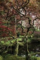 Japanese Garden Tree Fine Art Print