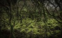 Mossy Forest Fine Art Print
