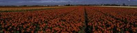 Tulip Field 2 Fine Art Print