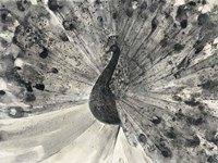 Fanfare Fine Art Print