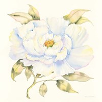 Peony Framed Print