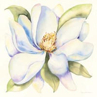 Magnolia Framed Print