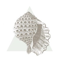 Conchology Sketches III Fine Art Print