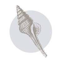 Conchology Sketches IV Fine Art Print