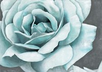 Rose Bloom Fine Art Print