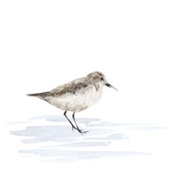 Birds of the Coast on White V Framed Print