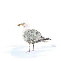 Birds of the Coast on White VI Framed Print