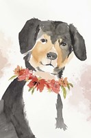 Puppy I Fine Art Print