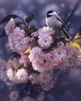 Black Capped Chickadee Fine Art Print