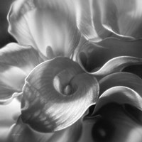 Calla Lillie Bouquet Fine Art Print