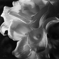 Calla Lilies - Emerging Dawn B&W Fine Art Print