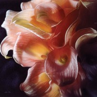 Calla Lilies - Emerging Dawn Fine Art Print