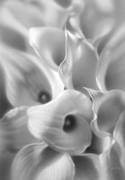 Calla Lilies Fine Art Print