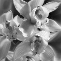 Orchids - B&W Fine Art Print