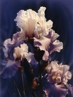 Purple Iris Fine Art Print