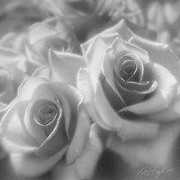 Rose Pair B&W Fine Art Print