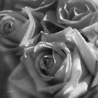 Rose Pedals B&W Fine Art Print