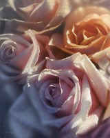 Rose Pedals Fine Art Print