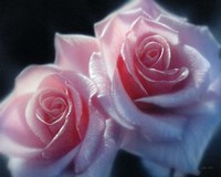 Roses - Pink Pair Fine Art Print