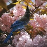 Steller's Blossoms Fine Art Print