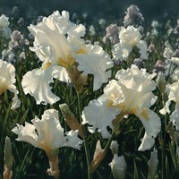 White Iris Garden - Square Fine Art Print