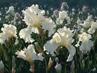 White Rose Garden Fine Art Print