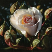 White Rose - First Born Fine Art Print