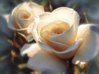 White Roses - Colors of White Fine Art Print