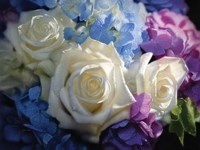 White Roses - Dancing Light Fine Art Print