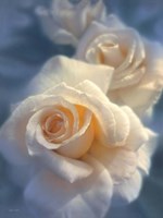 White Roses - Unforgettable Fine Art Print