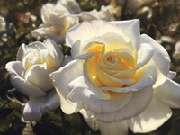 White Roses Fine Art Print