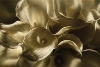 Golden Lilies Fine Art Print