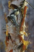 Black-Capped Chickadees - Sunlit Birch Fine Art Print