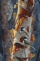 Black-Capped Chickadees - Sunlit Birch II Fine Art Print