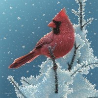 Cardinal - Cherry on Top Fine Art Print