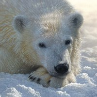 Polar Bear Club Fine Art Print