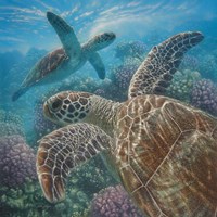 Sea Turtles - Turtle Bay - Square Fine Art Print