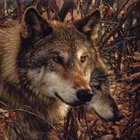 Autumn Wolves Fine Art Print