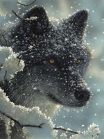 Black Wolf - Black in White Fine Art Print