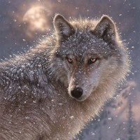 Lone Wolf - Square Fine Art Print