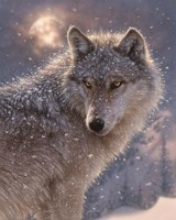 Lone Wolf Fine Art Print